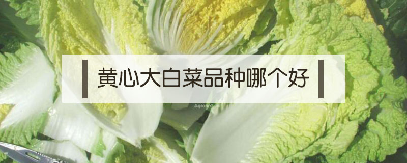 黃心大白菜品種哪個好