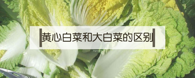黃心白菜和大白菜的區別