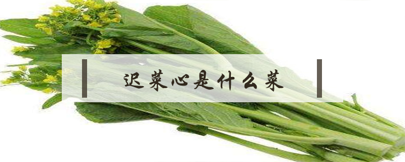 遲菜心是什么菜