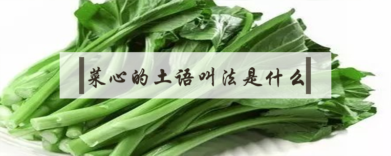 菜心的土語叫法是什么