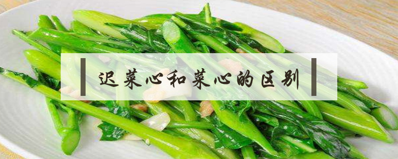 遲菜心和菜心的區別