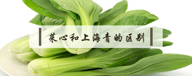 菜心和上海青的區(qū)別