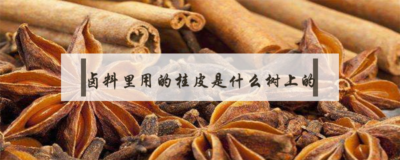 鹵料里用的桂皮是什么樹上的