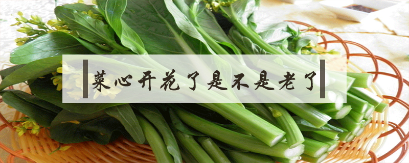 菜心開(kāi)花了是不是老了