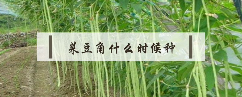 菜豆角什么時候種