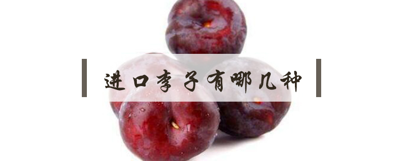 進口李子有哪幾種