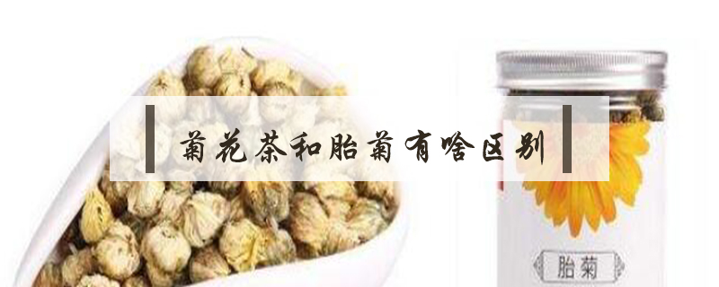 菊花茶和胎菊有啥區別