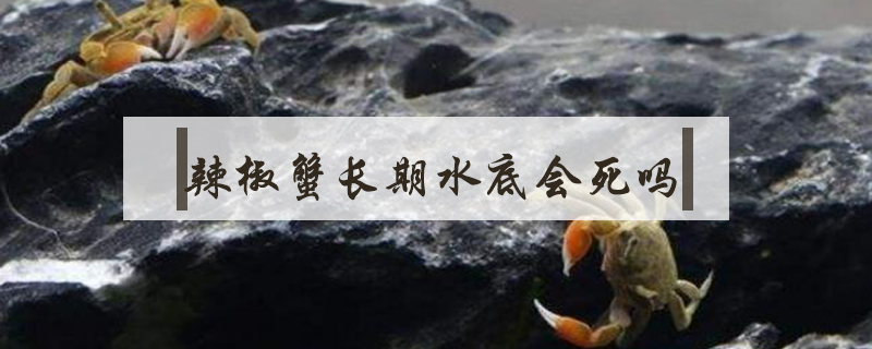 辣椒蟹長期水底會死嗎