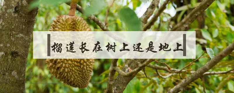 榴蓮長在樹上還是地上