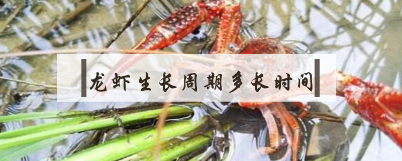 龍蝦生長周期多長時間