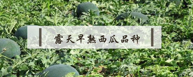 露天早熟西瓜品種