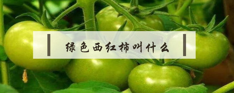 綠色西紅柿叫什么