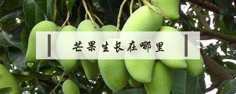 芒果生長在哪里