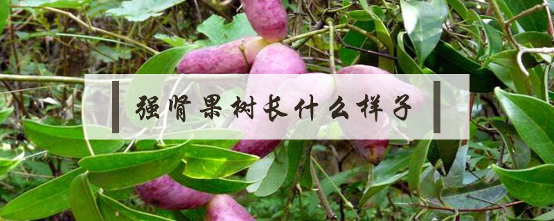 強腎果樹長什么樣子