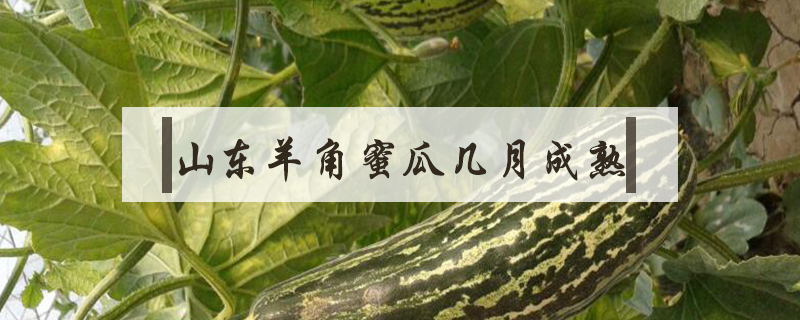 山東羊角蜜瓜幾月成熟