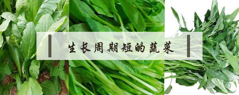 生長周期短的蔬菜