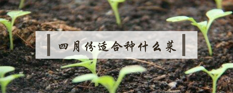 四月份適合種什么菜