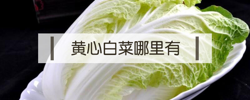 黃心白菜哪里有