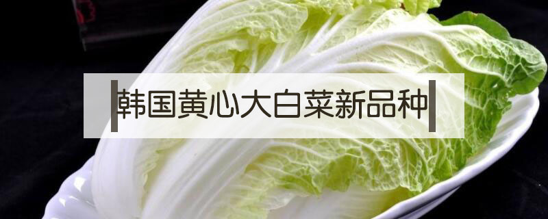 韓國黃心大白菜新品種