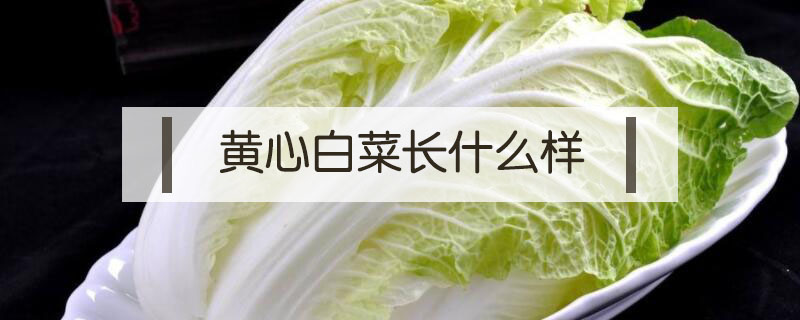 黃心白菜長什么樣