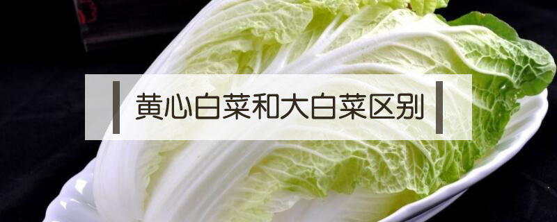 黃心白菜和大白菜區(qū)別
