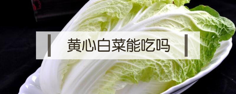 黃心白菜能吃嗎