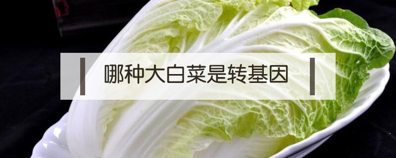 哪種大白菜是轉基因