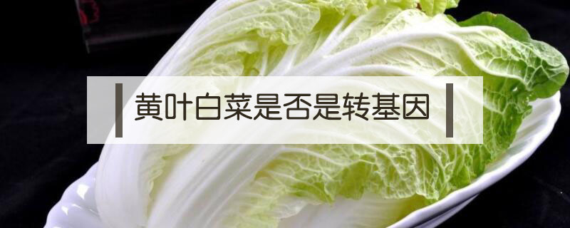 黃葉白菜是否是轉基因