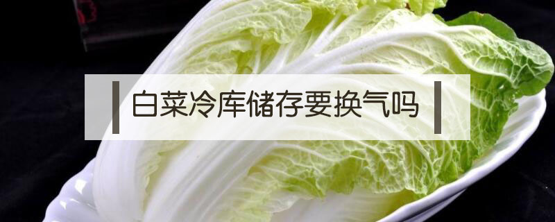 白菜冷庫儲存要換氣嗎