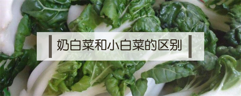 奶白菜和小白菜的區(qū)別
