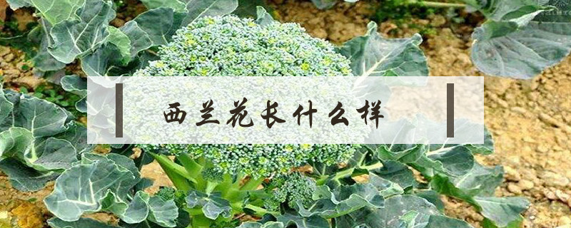 西蘭花長什么樣
