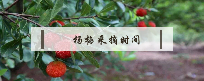 楊梅采摘時(shí)間