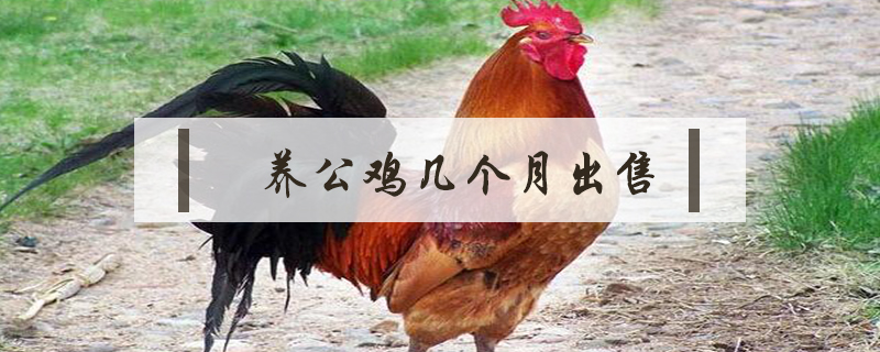 養公雞幾個月出售
