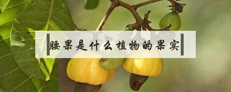 腰果是什么植物的果實