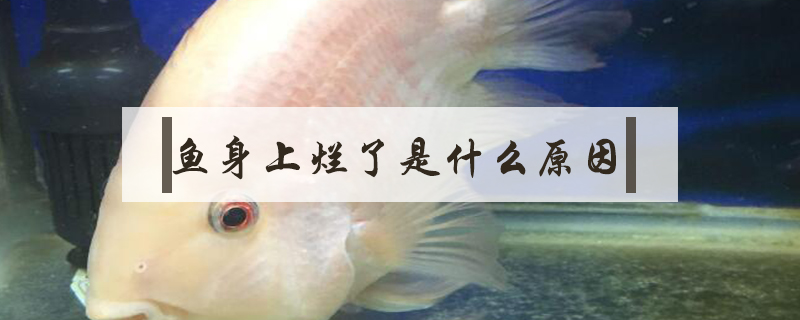 魚(yú)身上爛了是什么原因
