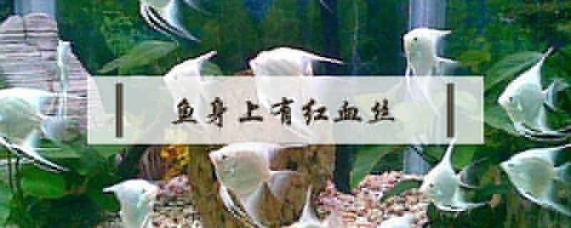 魚身上有紅血絲