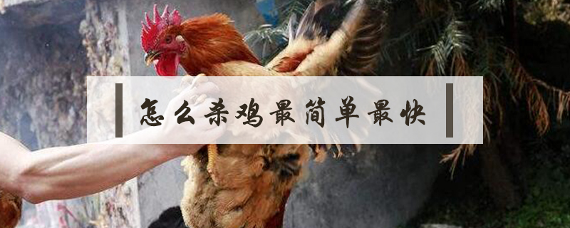 怎么殺雞最簡單最快