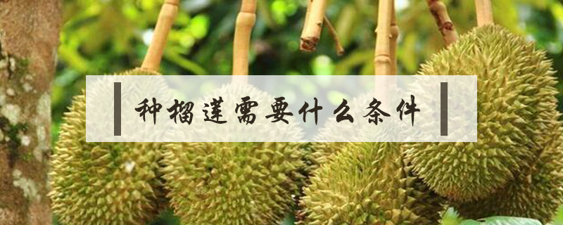 種榴蓮需要什么條件