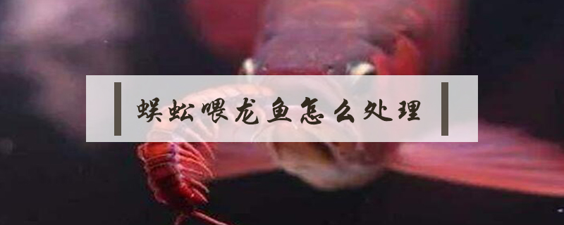 蜈蚣喂龍魚怎么處理
