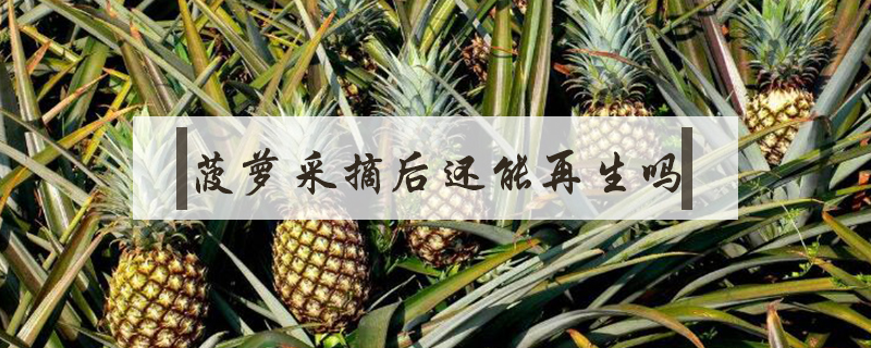 菠蘿采摘后還能再生嗎