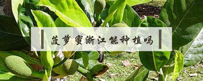 菠蘿蜜浙江能種植嗎