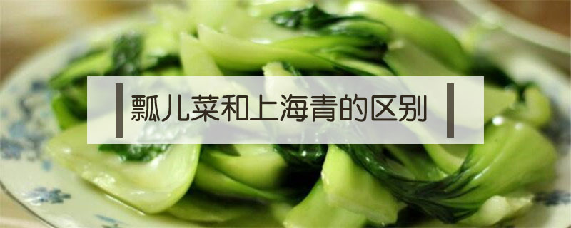 瓢兒菜和上海青區(qū)別