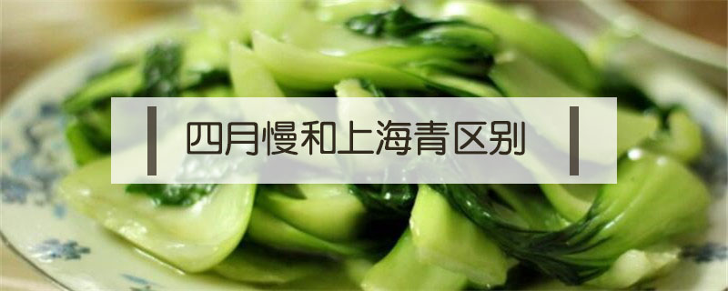 四月慢和上海青區別