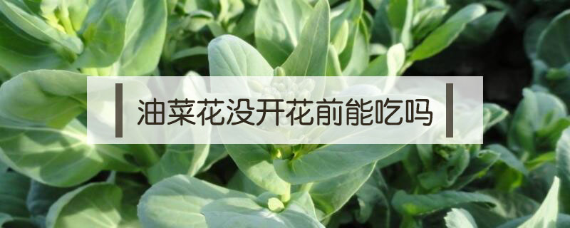 油菜花沒開花前能吃嗎