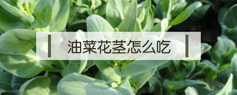 油菜花莖怎么吃