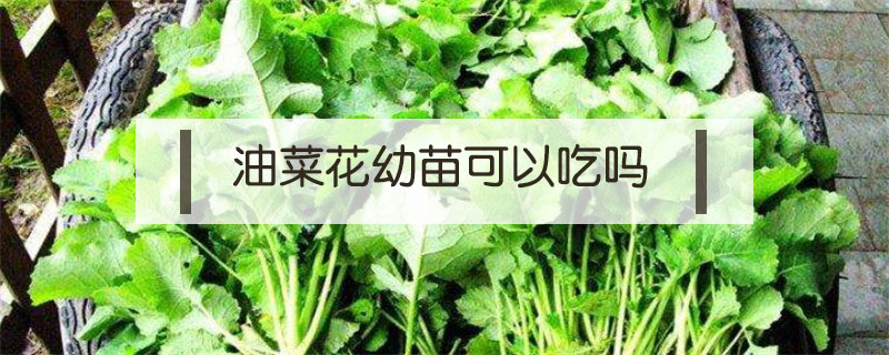 油菜花幼苗可以吃嗎