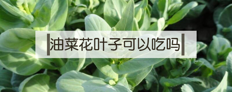 油菜花葉子可以吃嗎