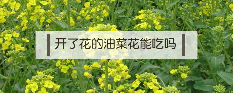 開了花的油菜花能吃嗎