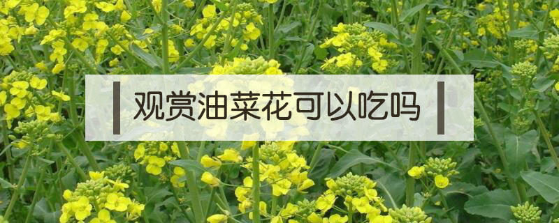觀賞油菜花可以吃嗎