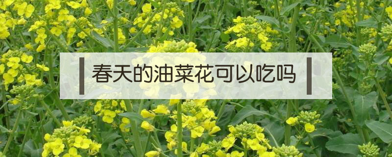 春天的油菜花可以吃嗎